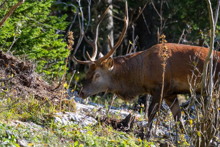 Ce cerf est apparu de nulle part, juste devant mon objectif (2025)