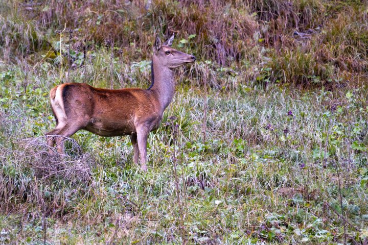 Cette biche l'entend, mais, où est-il ? (2025)