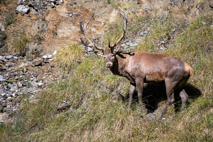 Cerf élaphe sorti de sa souille (2025)