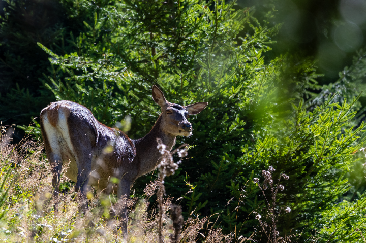 Pause repas pour cette biche (2025)
