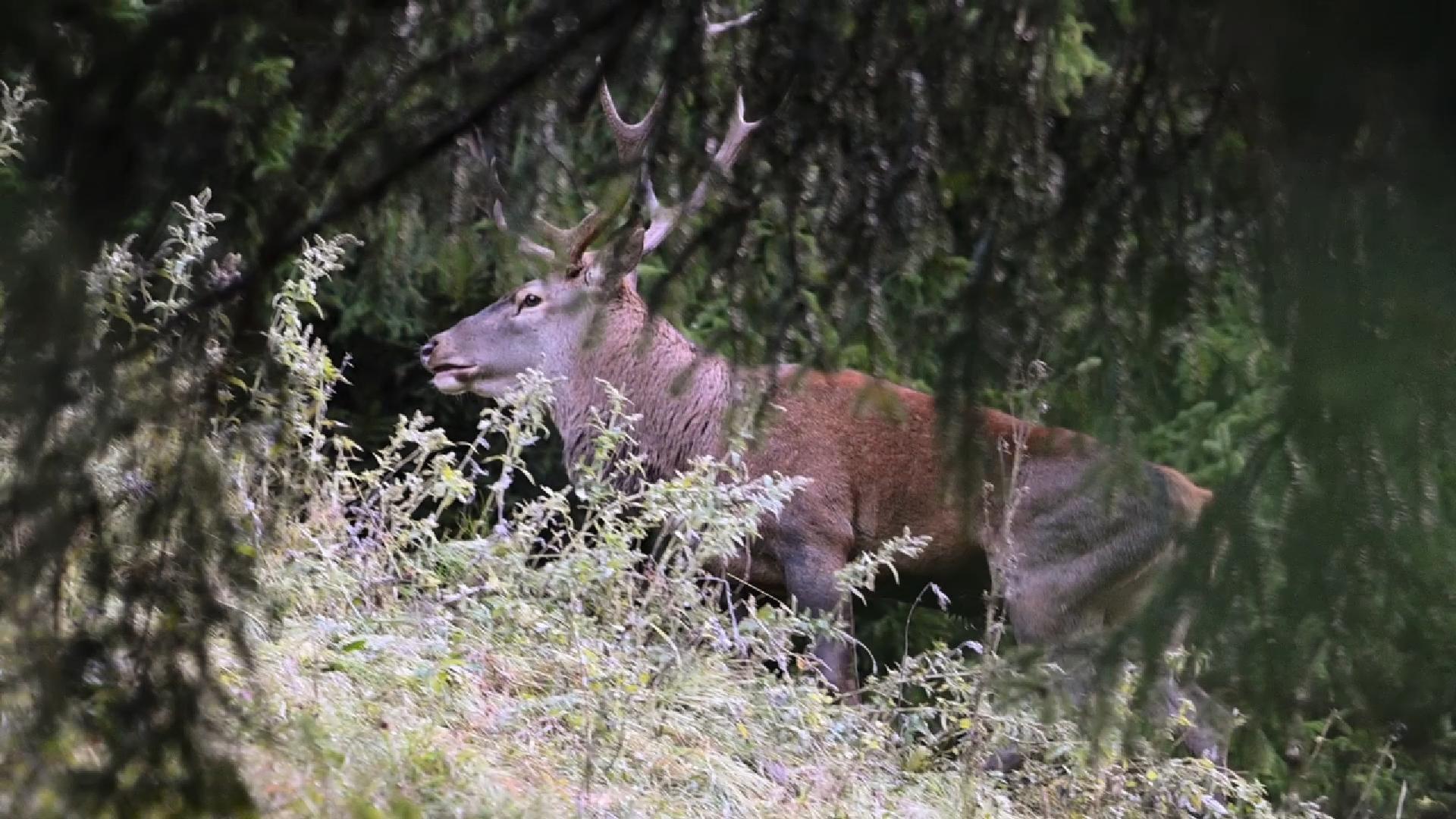 A peine arrivé, brame du cerf inopiné (2025)