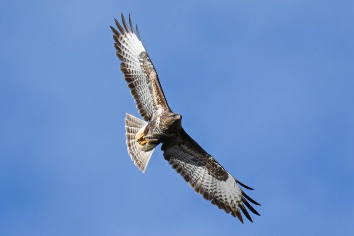 Buse variable en vol au-dessus de l'étang (2025)