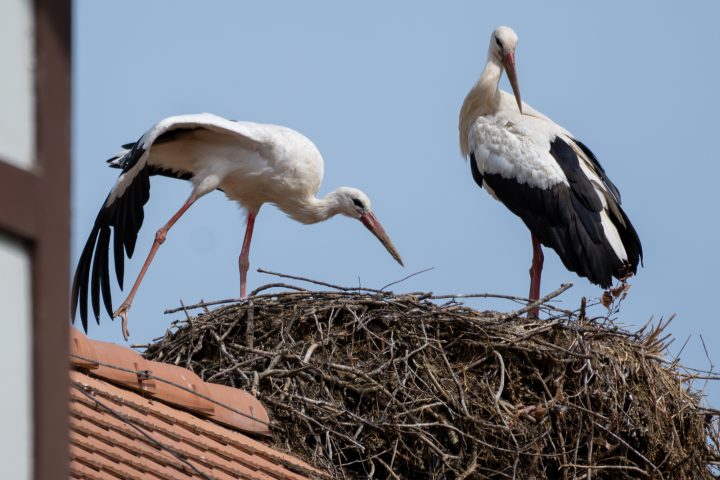 Cigognes blanches au repos sur le nid (2025)