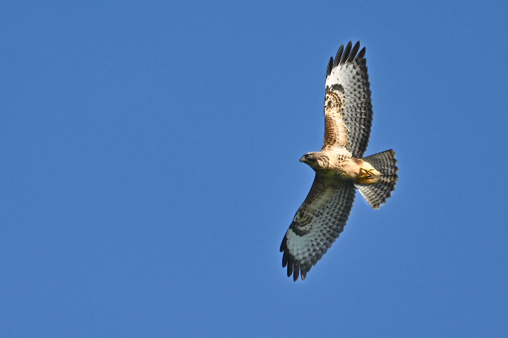 Buse variable en vol (2024)