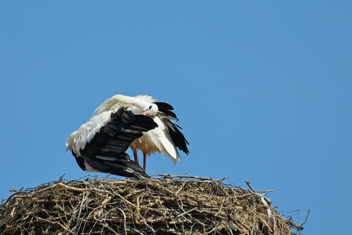Cigogne blanche sur son nid (2024)