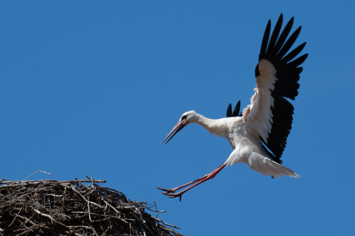 Cigogne blanche atterrissage de profil (2025)