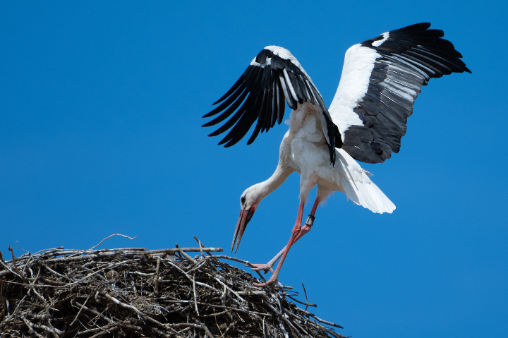 Cigogne blanche sautant sur le nid (2025)