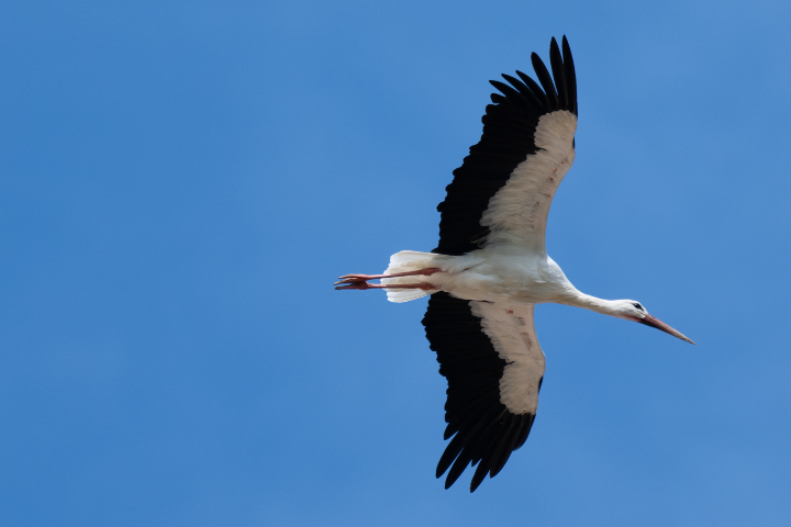 Cigogne blanche en vol (2025)