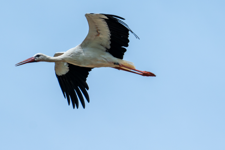 Cigogne blanche en vol en rase-motte (2025)