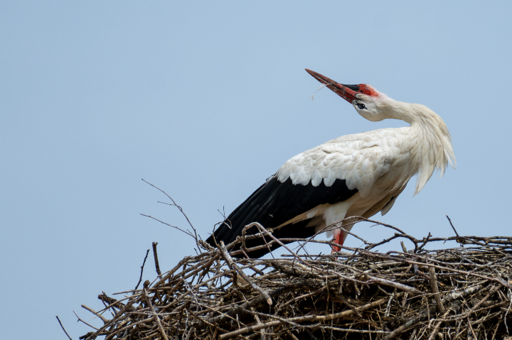 Cigogne blanche en parade sur le nid (2025)