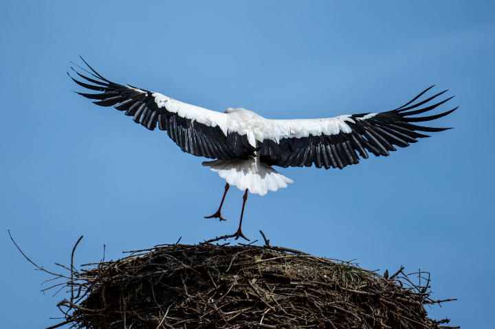 Cigogne blanche à l'atterrissage (2025)