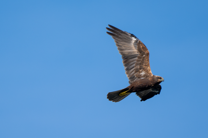 Buse variable foncée en vol (2025)