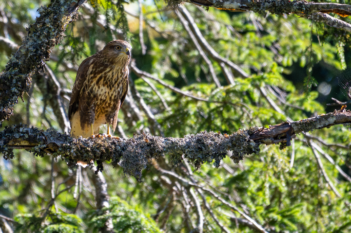 Buse variable posée sur une branche (2025)