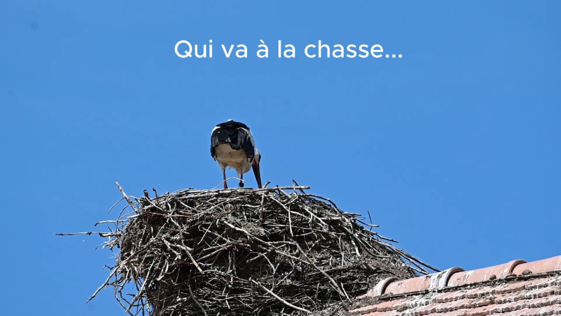 Cigogne blanche chapardeuse (2025)