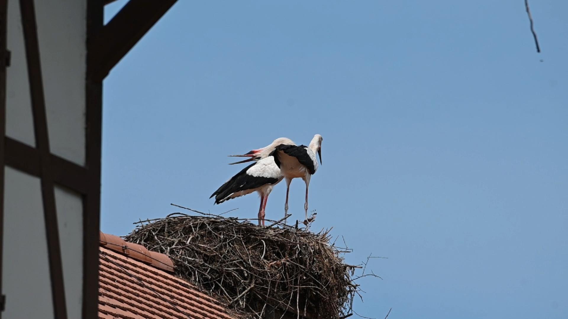 Cigognes blanches caquetant (2025)