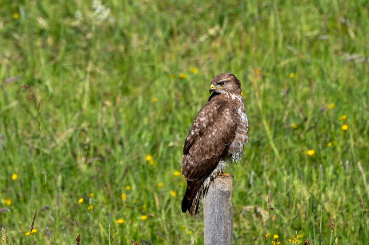 Buse variable en observation (2026)