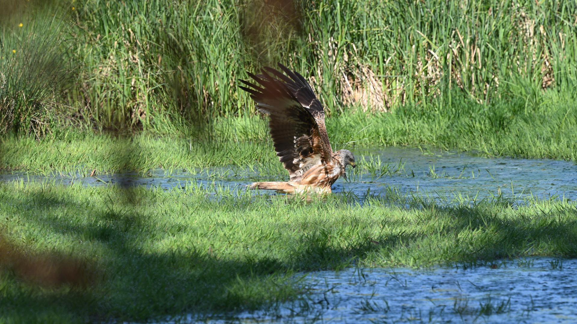 Milan royal prenant un bain (2026)