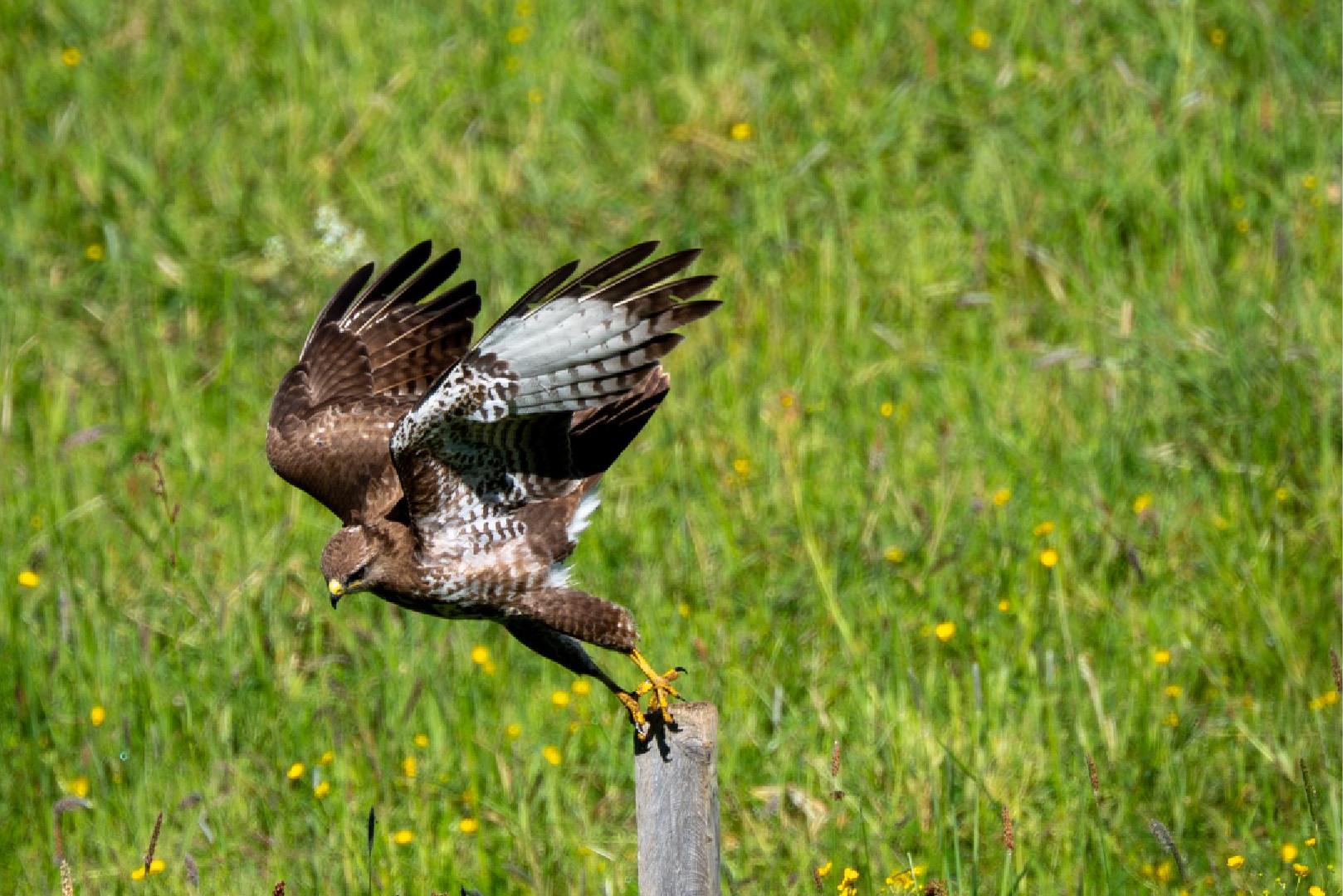 Buse variable fondant sur sa proie (2026)