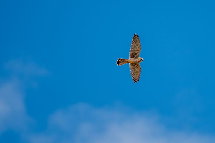 Echassiers et rapaces