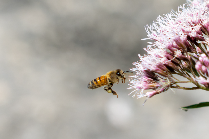 Abeille s'approchant d'une fleur (2025)