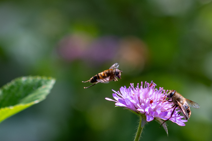 Syrphe en approche sur une fleur (2025)