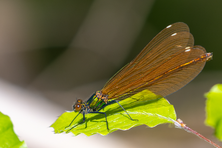 Demoiselle (femelle)_2025