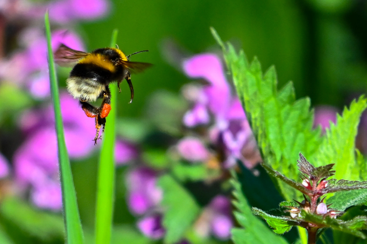 Bourdon en approche d'une fleur (2025)