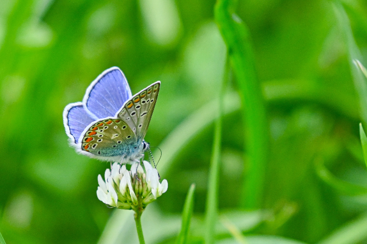 Azuré bleu céleste sur une fleur (2024)