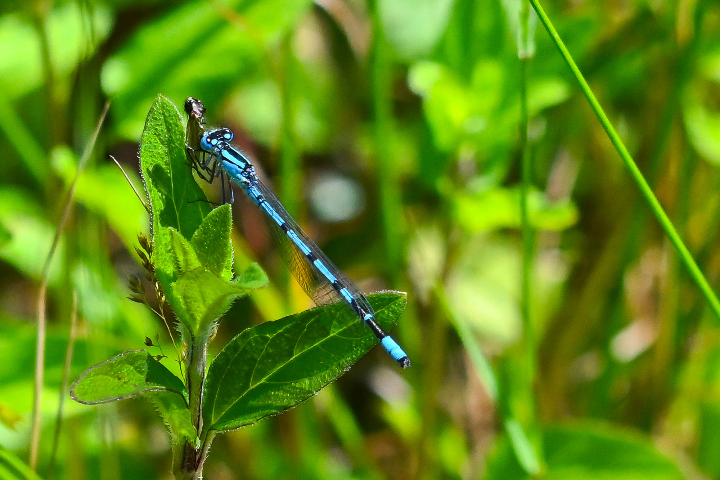 Agrion de mercure mangeant une mouche (2024)
