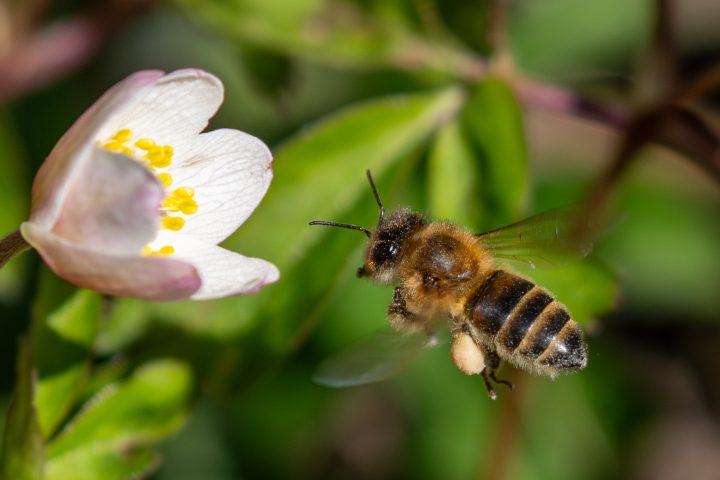 Abeille venant butiner une anémone des bois (2026)