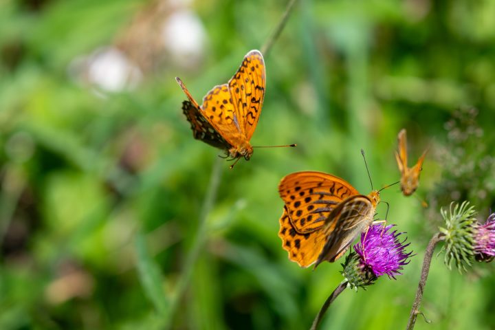 Tabacs d'Espagne sur fleurs de chardons (2026)