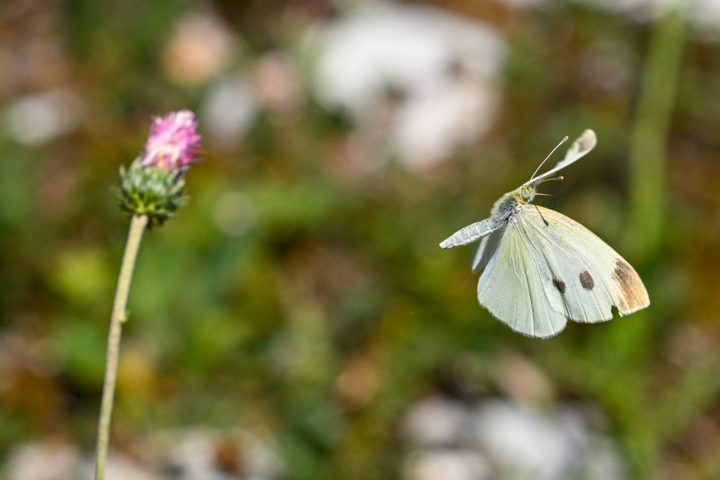 Piéride de la rave (femelle) quittant une fleur de chardon (2026)