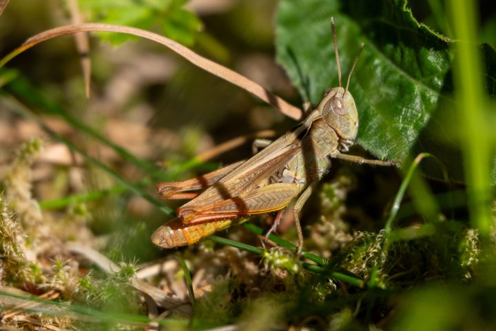 Insectes