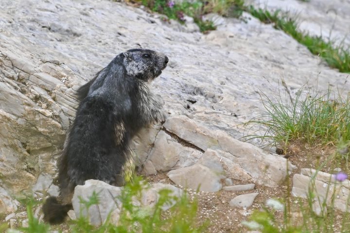 Marmotte grise sur une pierre (2024)