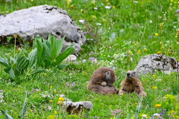 Marmottes faisant leur toilette (2024)