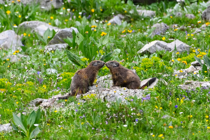 Marmottes nez contre nez (2024)