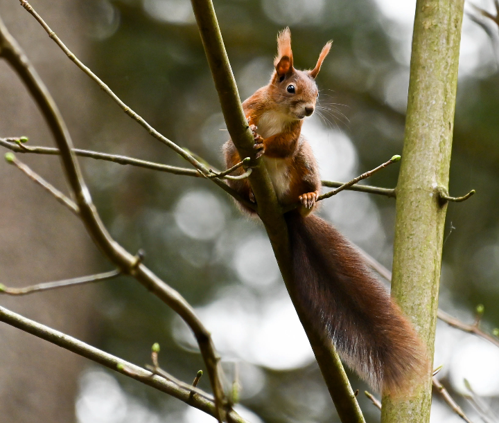 Ecureuil roux sur une branche (2024)