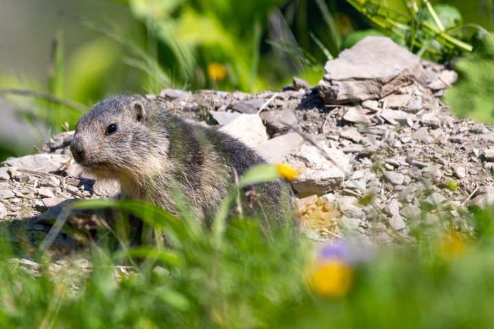 Marmotton au soleil (2025)