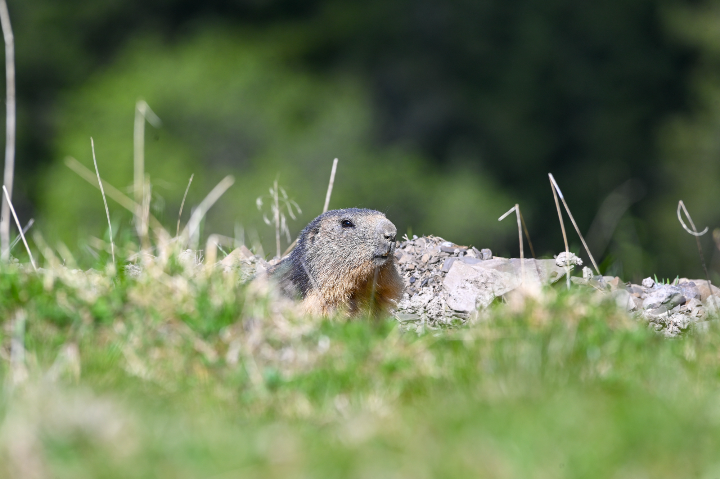 Marmotte en surveillance (2025)