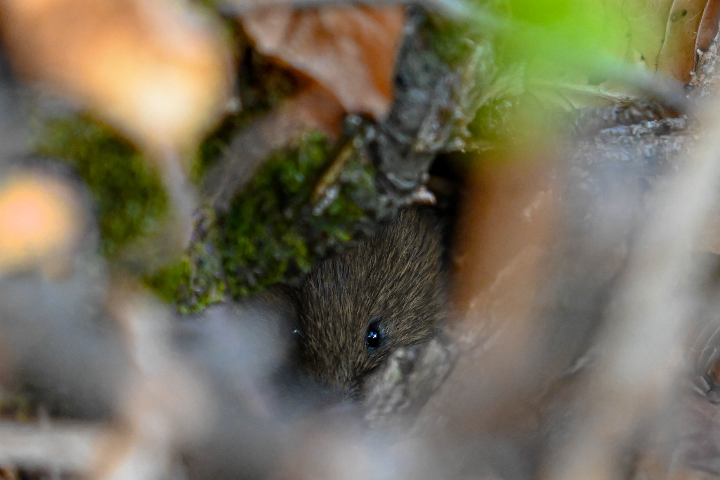 Souris curieuse (2025)