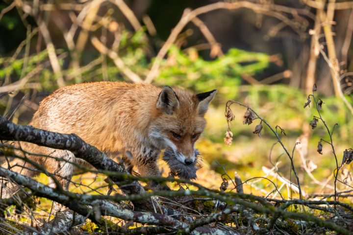 Renard roux avec proie dans la gueule devant l'affût (2026)
