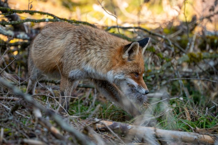 Renard roux avec proie dans la gueule passant devant l'affût (2026)