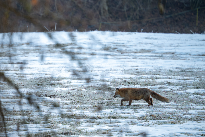 Renard roux sur le givre d'hiver (2026)