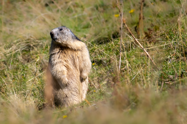 Marmotte sous le soleil d'automne (2025)