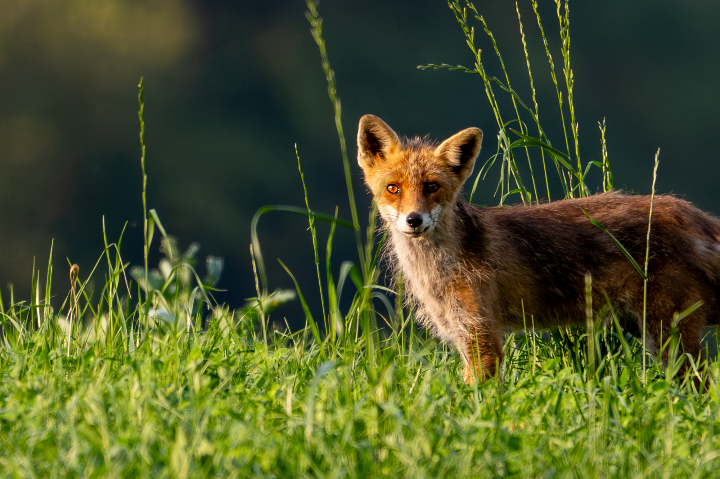 Renard roux (malade) sous le soleil d'un soir d'été (2025)