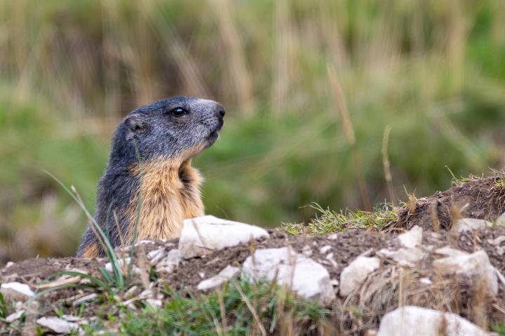 Marmotte curieuse (2025)