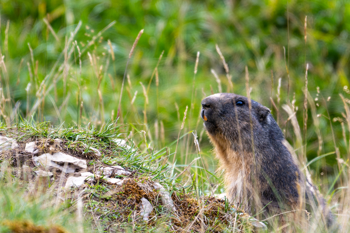 Marmotte curieuse devant son terrier (2025)