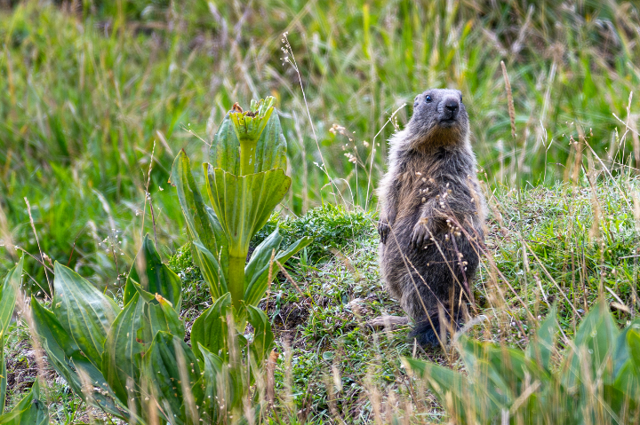Marmotte surveillant son terrier (2025)