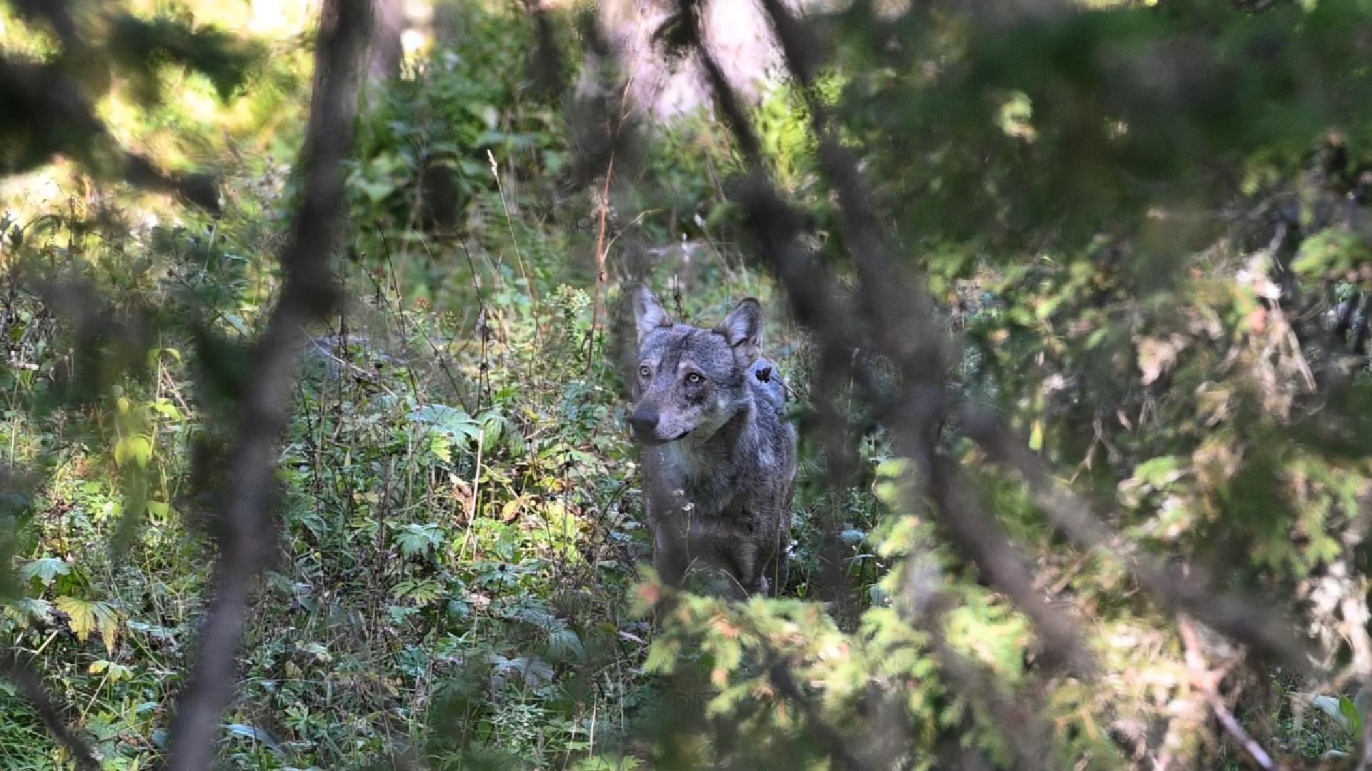 Loup gris mangeant sa proie (2025)