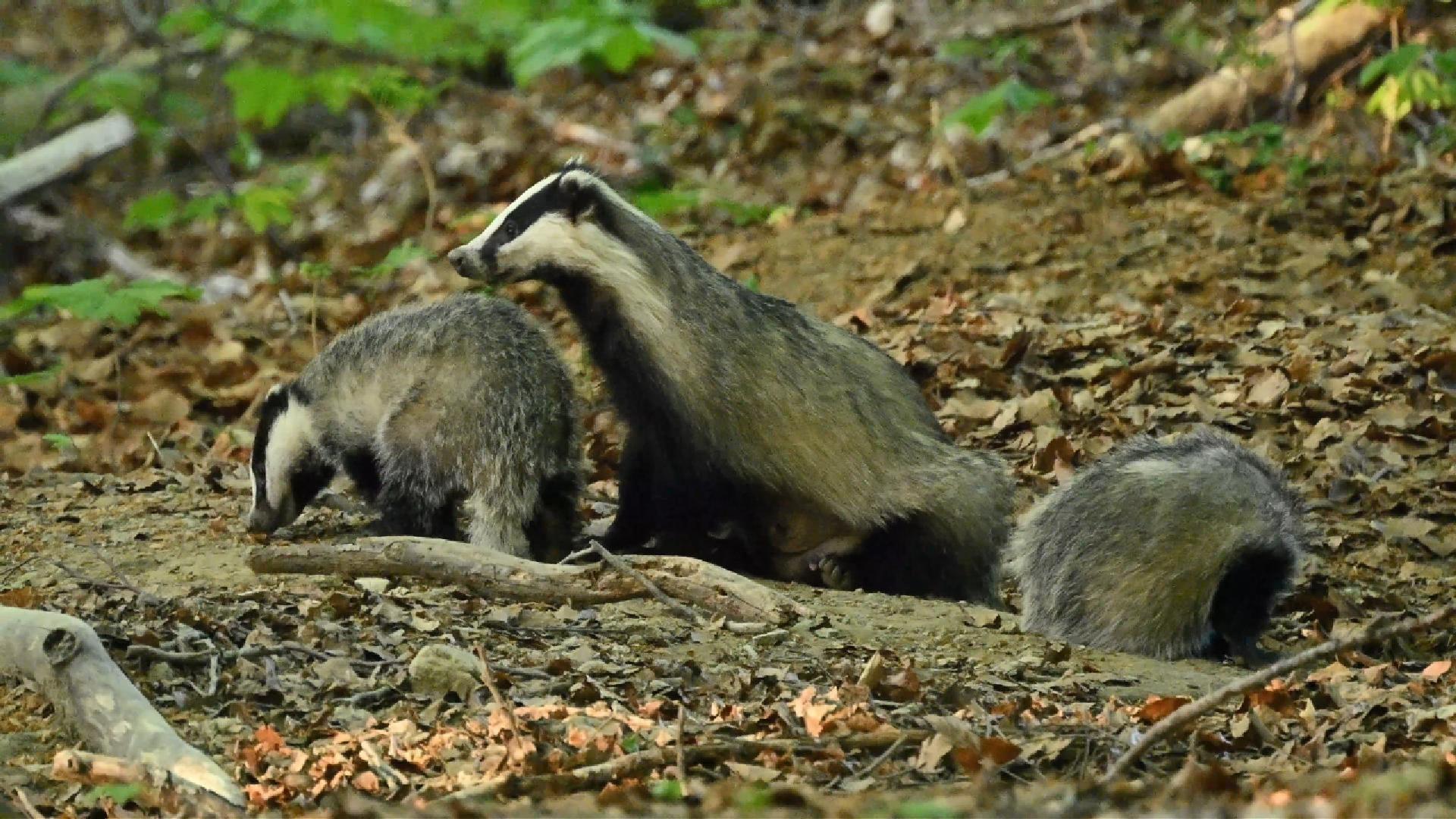 Famille de blaireaux sortie du terrier (2026)